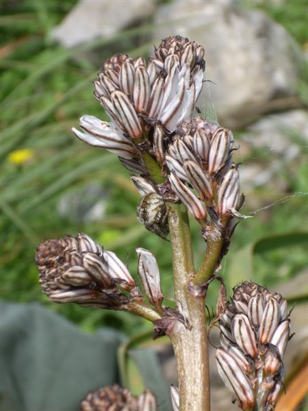 Agalenatea redii